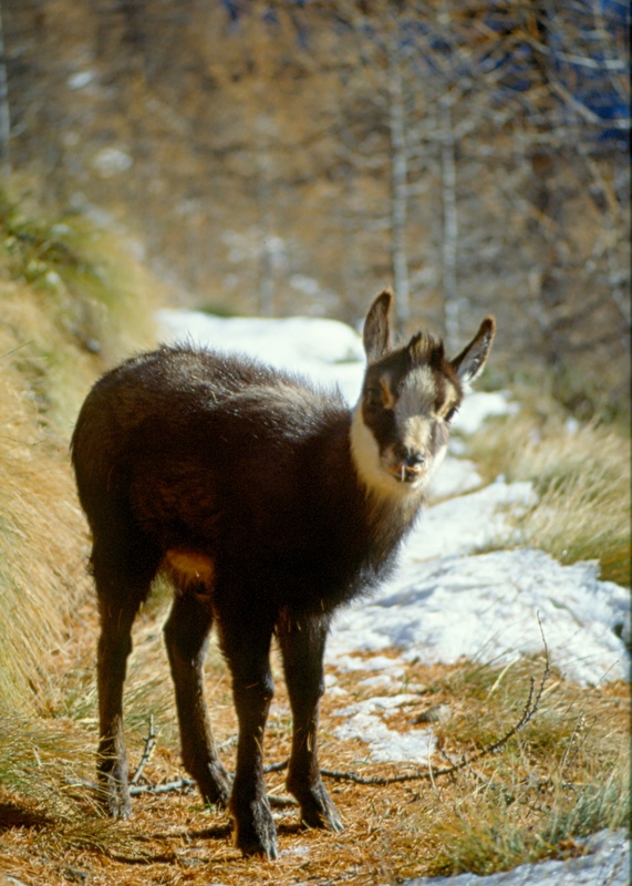 camoscetta malandata